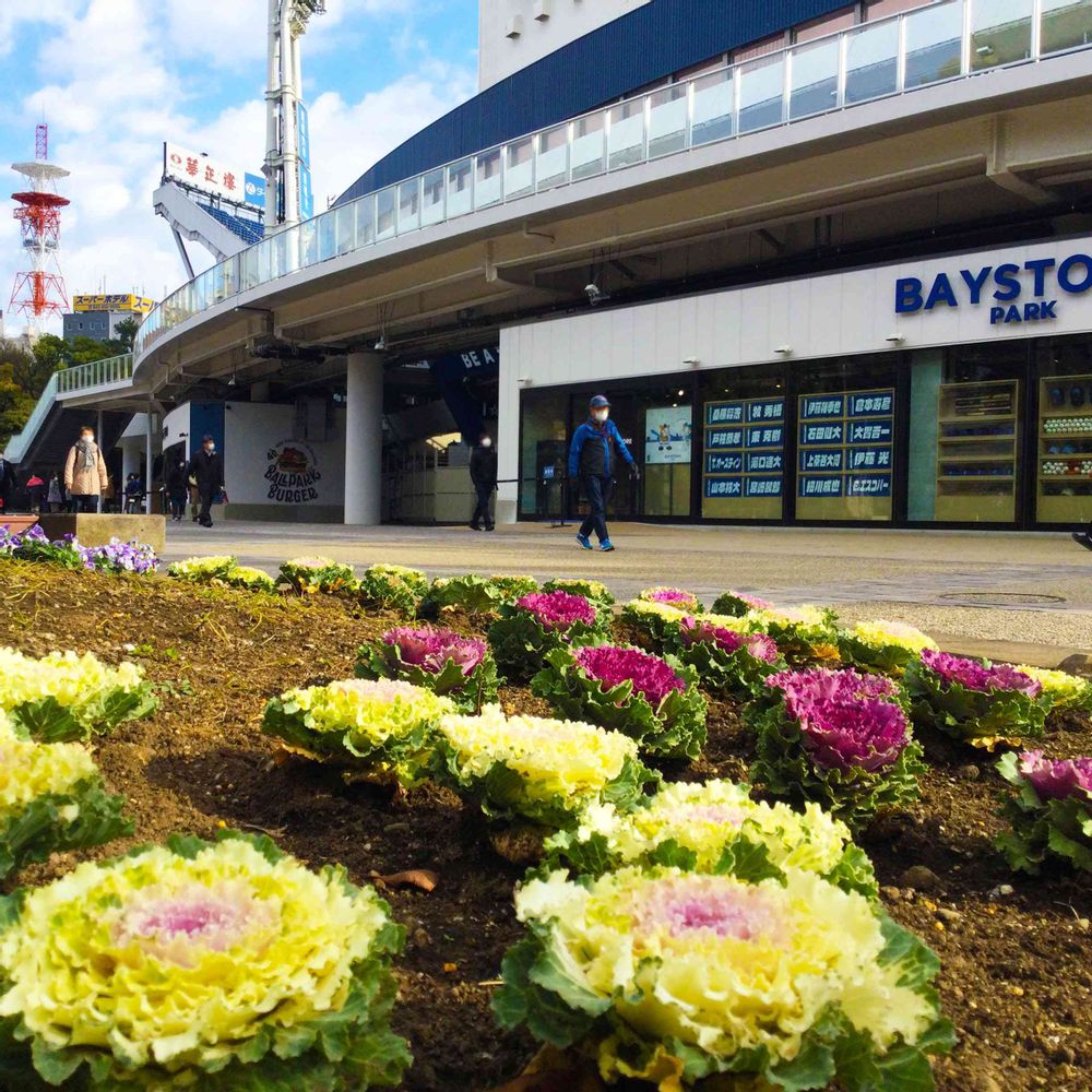 【公式】ガーデンネックレス横浜さんの横浜公園への投稿