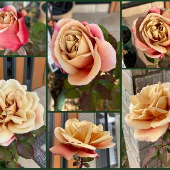 2021 GSでバラ園の画像 by PRoseさん | 玄関とディスタントドラムスと薔薇♡とプチガーデニングと薔薇愛同盟とマイガーデンと2021 GSでバラ園と花のある暮らしと薔薇のある人生