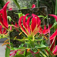 グロリオサ,今日のお花,赤・紅・あか・レッド,住めば都・姫路,思い出のアルバムからの画像