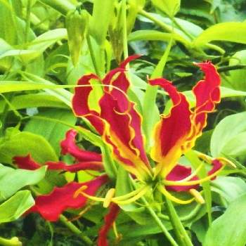炎のような花の投稿画像一覧 Greensnap グリーンスナップ