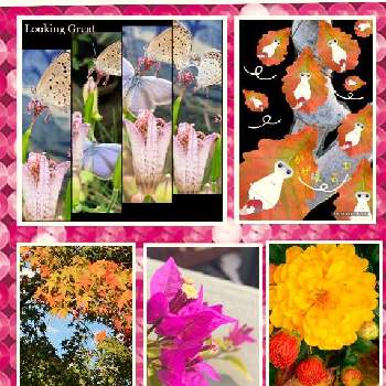 カワイイ葉っぱの画像 by @6033さん | 小さな庭とスマホ撮影と葉っぱと動物シリーズと小さな庭♡と紅葉（こうよう）とお庭の植物とpicとpicコラージュとカワイイ葉っぱと花びらの魅力✨と秋の彩りとお散歩と小さな花とiPhone撮影