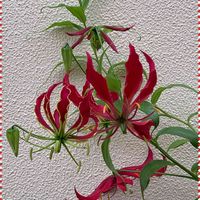 グロリオサ,今日のお花の画像