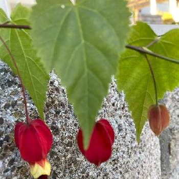 ウキツリボク（チロリアンランプ）の画像 by mkさん | お出かけ先とウキツリボク（チロリアンランプ）と今日の１枚と花のあるくらし