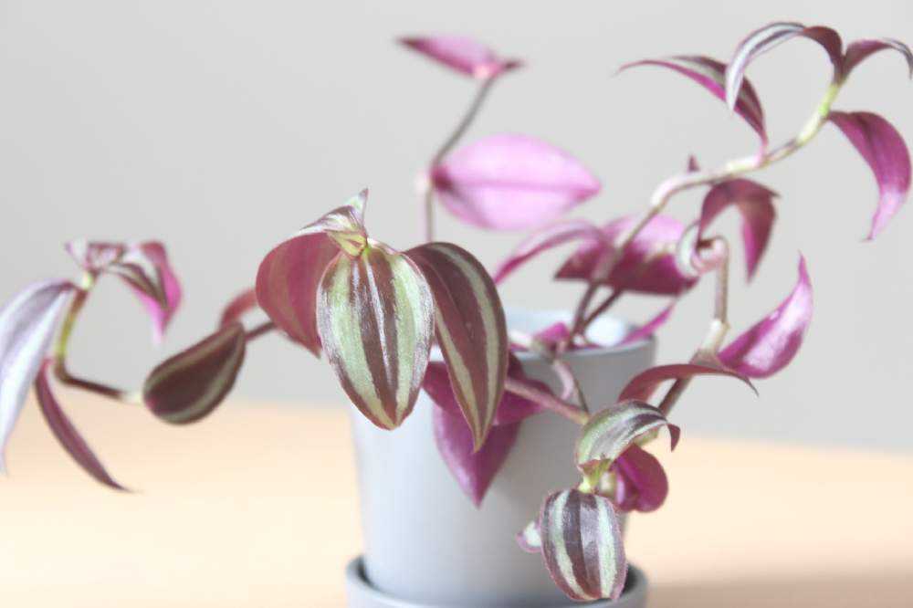 希少 トラディスカンティア クオーダリー ラベンダー入り トラディスカ