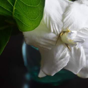 ガーデニアの画像 by aquamarineさん | 部屋とガーデニアとオオヤエクチナシと白い花といい匂い