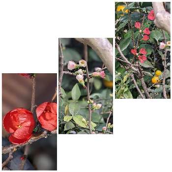 木瓜(ボケ)の画像 by やまりんさん | お出かけ先と木瓜(ボケ)と木曜は木の花