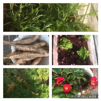 自然薯の画像 by ぴーちゃんさん | 小さな庭とイチゴと自然薯とレタスと水菜とパセリ