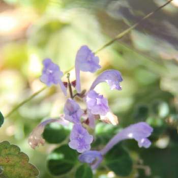 クーポン セール リシマキア タツナミ草 d57 初売り Pn Batam Go Id