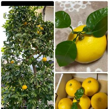 収穫♪の画像 by NAOさん | 小さな庭とグレープフルーツと食べる楽しみと柑橘大好き♡とおうち園芸とフルーツと収穫♪