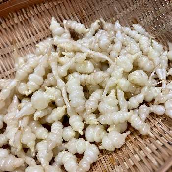 チョロギの投稿画像一覧 Greensnap グリーンスナップ