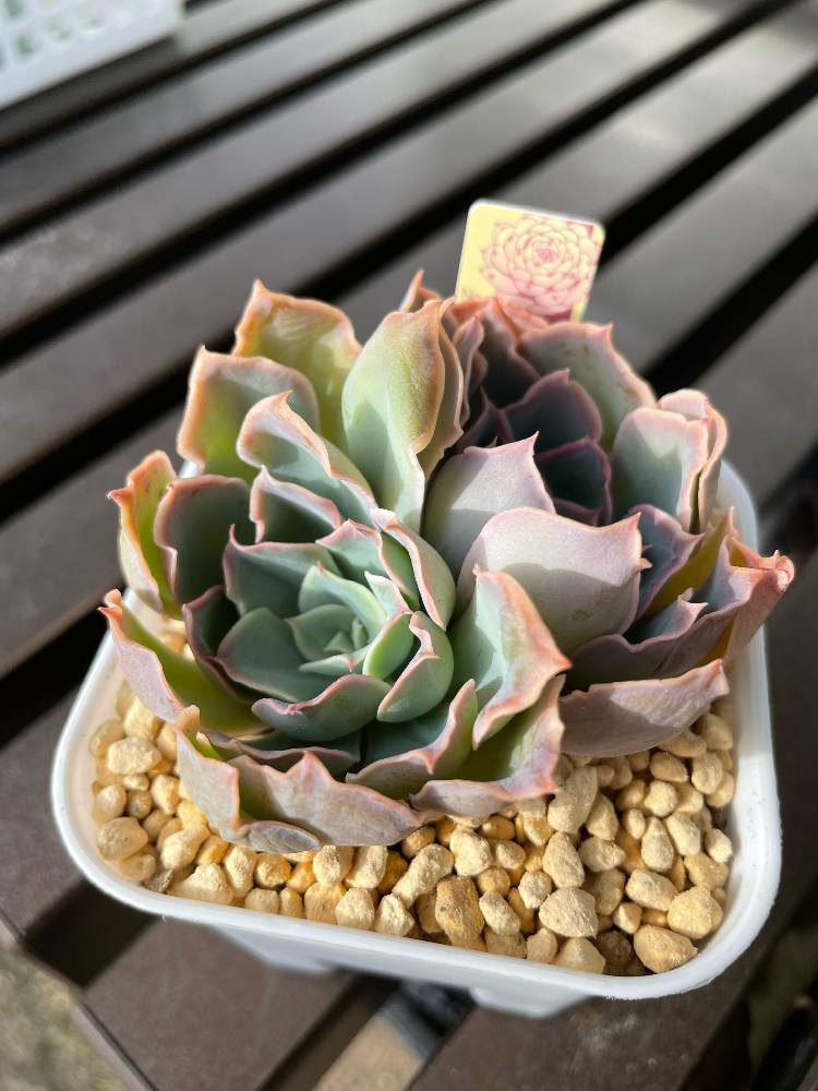 多肉植物よにろ12