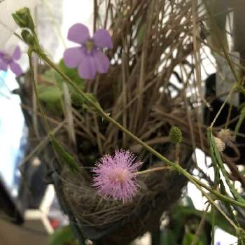 トゲのある植物の投稿画像一覧 Greensnap グリーンスナップ