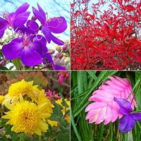 チランジア,シコンノボタン,ドウダンツツジ,ボンザマーガレット,花のある暮らしの画像