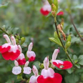 サルビア ミクロフィラの投稿画像一覧 Greensnap グリーンスナップ