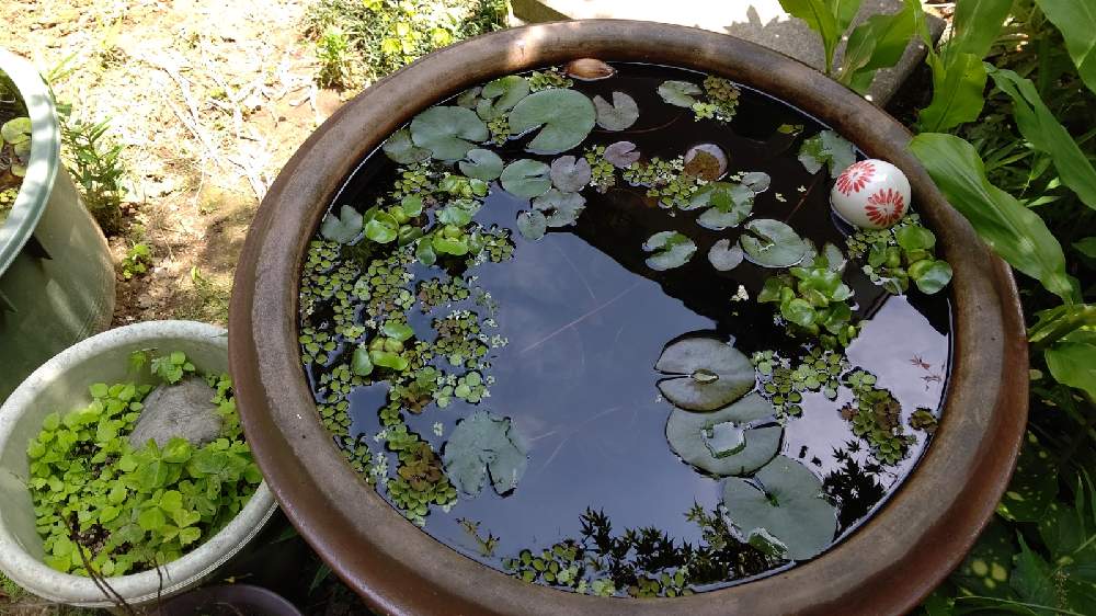 大型の甕 大型の壷 睡蓮鉢 メダカ鉢鉢カバー - 陶芸