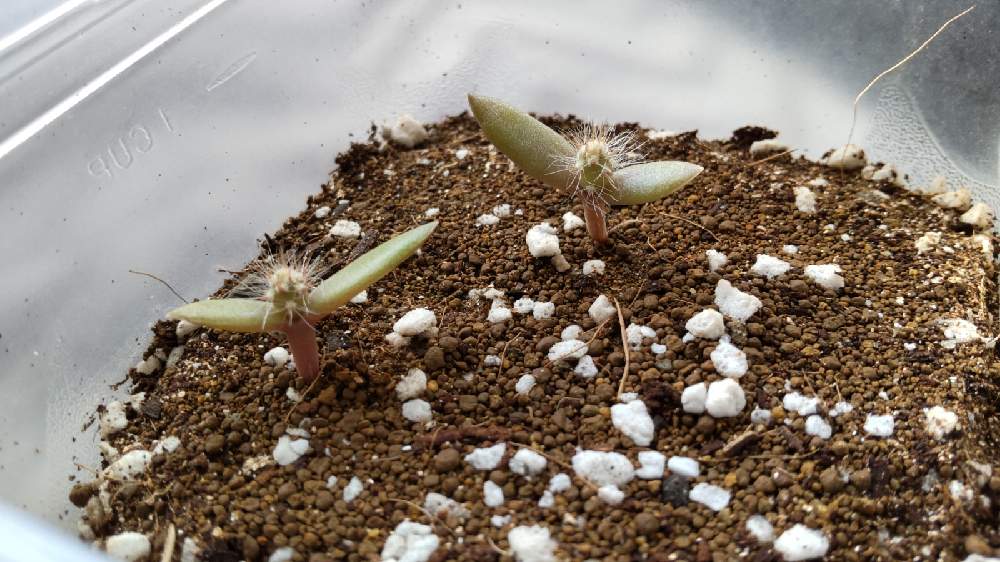 部屋の投稿画像 By 毒柳さん 多肉植物とサボテン実生と サボテンと ウチワサボテンと多肉植物とサボテン実生と サボテンと ウチワサボテン 21月12月30日 Greensnap グリーンスナップ Greensnap グリーンスナップ