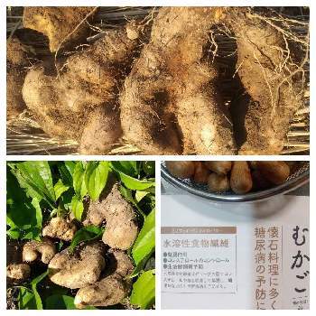 むかごの投稿画像一覧 Greensnap グリーンスナップ