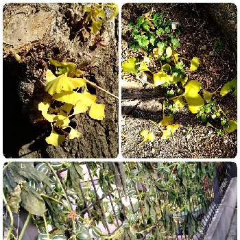 いちょうの画像 by kazahanaさん | フェンスといちょうとオキナワスズメウリとおきなわすずめうりと地植えと街路樹と実がたくさんとつる植物