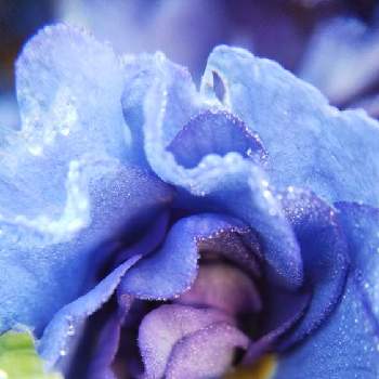 青い花で忘年会2021の画像 by mimozaさん | 小さな庭とプリムラとプリムラ ベラリーナとチームブルーNo.117と雨粒と青い花で忘年会2021と青い花マニアとチーム・ブルーと雨粒シリーズ☆