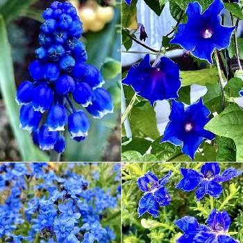 青い花で忘年会2021の画像 by ミンちゃんさん | 桔梗咲き朝顔とムスカリとハツコイソウとシノグロッサムとチーム・ブルーNo.008とお気に入り♡と素敵な色合いと実家の庭と花いろいろと꒰ღ˘◡˘ற꒱かわゅ~と青い花で忘年会2021と公園散歩と青い花マニアとチーム・ブルーとお出かけ先にてと素敵と私好み♡