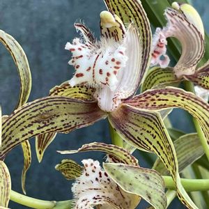 シンビジウム,ラン,温室,ラン科,新宿御苑の画像