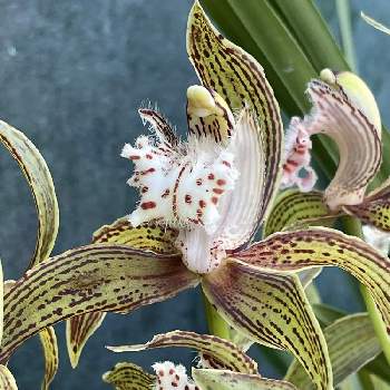 チェリモヤ、アテモヤ,熱帯果樹の画像