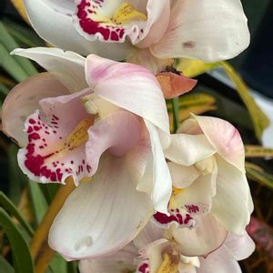 シンビジウム,ラン,温室,ラン科,新宿御苑の画像