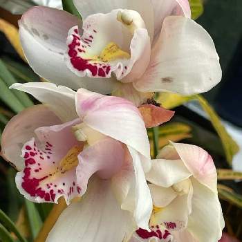 チェリモヤ、アテモヤ,熱帯果樹の画像