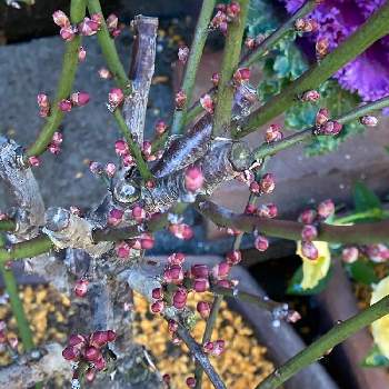 梅の蕾の画像 by manabeさん | お出かけ先と梅の蕾とミニ盆栽