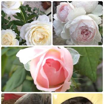 ファビュラス✨の画像 by あきこさん | 小さな庭とばら バラ 薔薇とクリスティアーナ　バラとピンク❤︎ピンクとお家園芸とハムスターとｵｹﾂの日とバラ・ミニバラとファビュラス✨