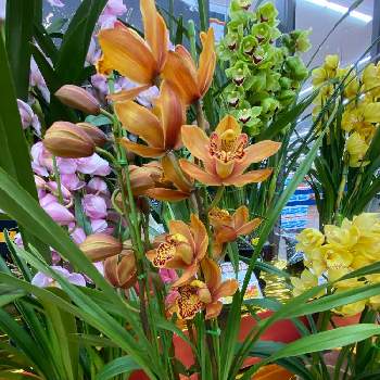 ホームセンターにての画像 by ハナミズキさん | お出かけ先とゴールドとホームセンターにてと今日のお花と季節のお花と花のある暮らしとシンピジュウム❤