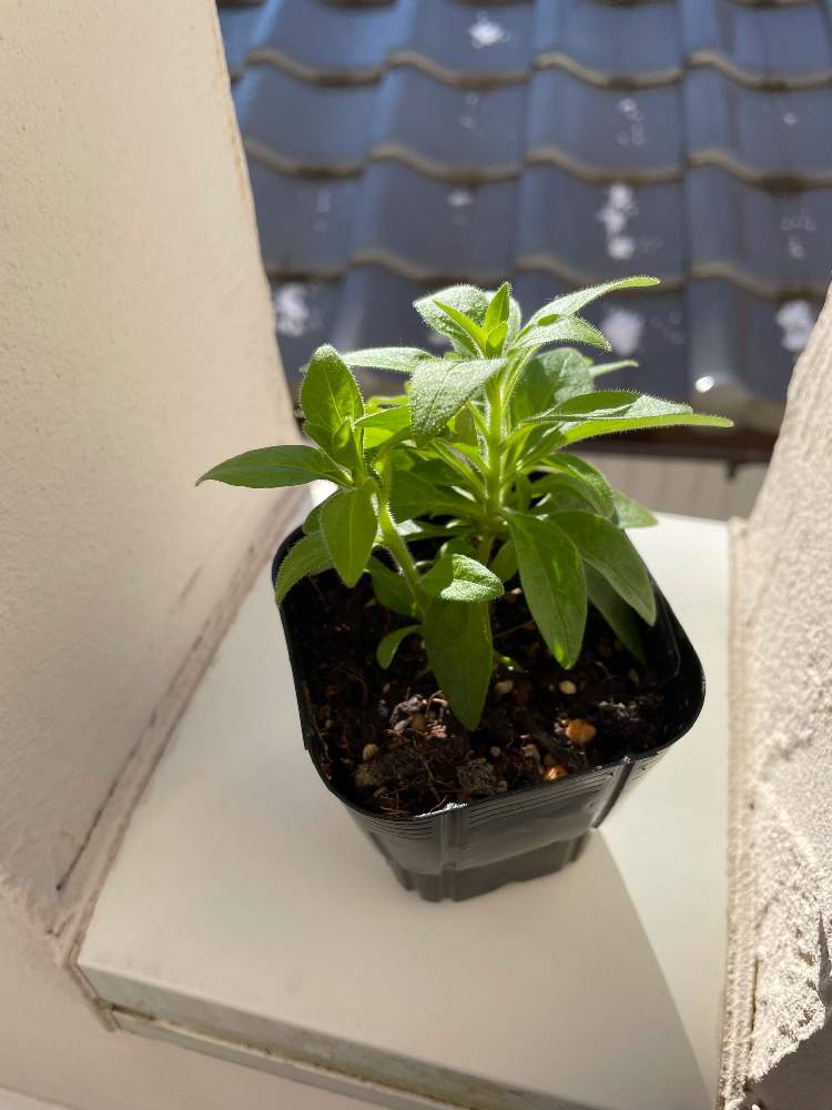 サフィニアの投稿画像 By 寺子屋さん サフィニア レッドと挿し芽と冬越しとサントリー フラワーズと挿し芽と冬越しとサントリー フラワーズ 21月12月31日 Greensnap グリーンスナップ Greensnap グリーンスナップ