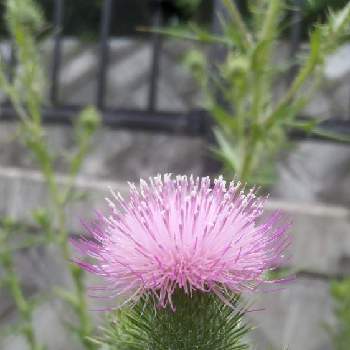 野アザミの花の投稿画像一覧 Greensnap グリーンスナップ 野アザミの花の投稿画像一覧 Greensnap グリーンスナップ