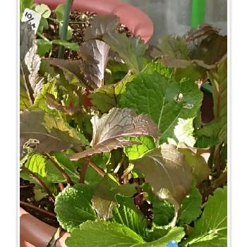 ミニ白菜の栽培の画像 by 苺さん | 畑とミニ白菜の栽培とプランターと白菜の栽培とおうち園芸とお家栽培と種からの栽培とお家で栽培とプランター植え