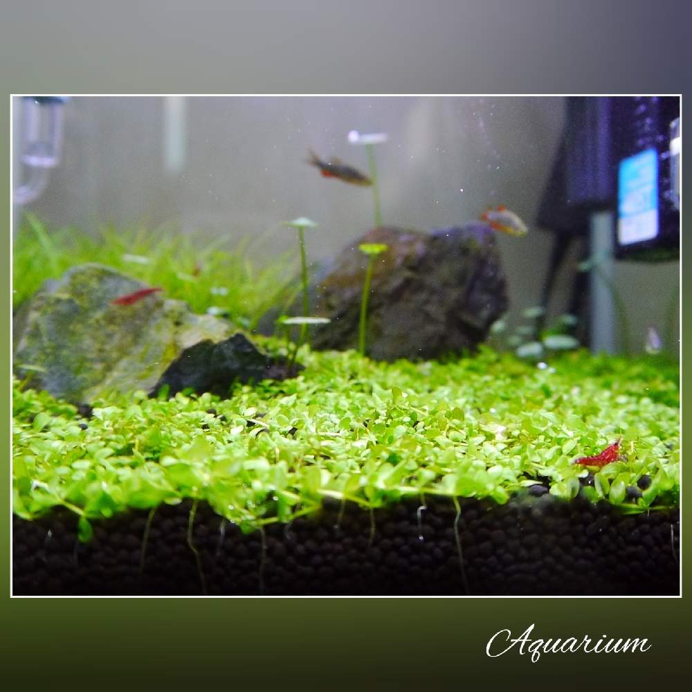 ピグミーマッシュルームの投稿画像 By ケイさん ニューラージパールグラスとショートヘアーグラスと玄関と小型水槽と水草水槽と癒しときれいと熱帯魚とアクアリウムと小型水槽と水草水槽と癒しときれいと熱帯魚とアクアリウム 21月12月31日 Greensnap グリーン