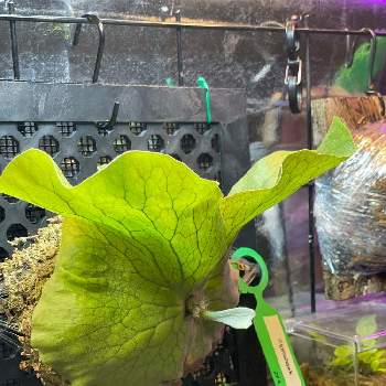 ビカクシダのある暮らしの画像 by あーちゃんみーちゃんさん | 部屋と観葉植物と植物好きと繋がりたいと#植中毒とビカクシダのある暮らしとLED植物育成ライトとbotanical lifeとインテリアグリーン