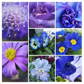 青い花で忘年会2021の画像 by mimozaさん | 小さな庭とトルコキキョウとスカビオサとビオラとブラキカムとプリムラとアネモネと青い花マニアとチーム・ブルーとチームブルーNo.117と青い花で忘年会2021