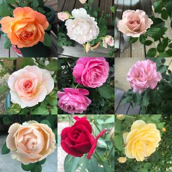 河本バラ園の投稿画像一覧 Greensnap グリーンスナップ