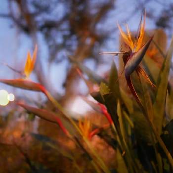 ストレリチア 極楽鳥花！の画像 by まぁさん | 小さな庭と花壇と花のある暮らしとストレリチア 極楽鳥花！