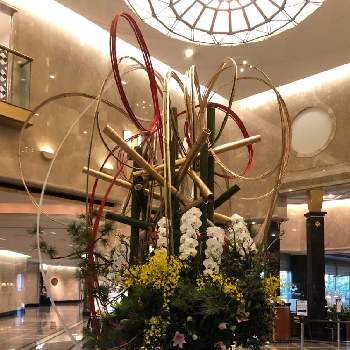 ホテルの花の画像 by もふもふさん | お出かけ先と胡蝶蘭とホテル  ロビーとがんばれ 千葉！！とホテルの花と千葉県と新年とホテルのロビーと新年のご挨拶とチーム千葉✿︎と謹賀新年