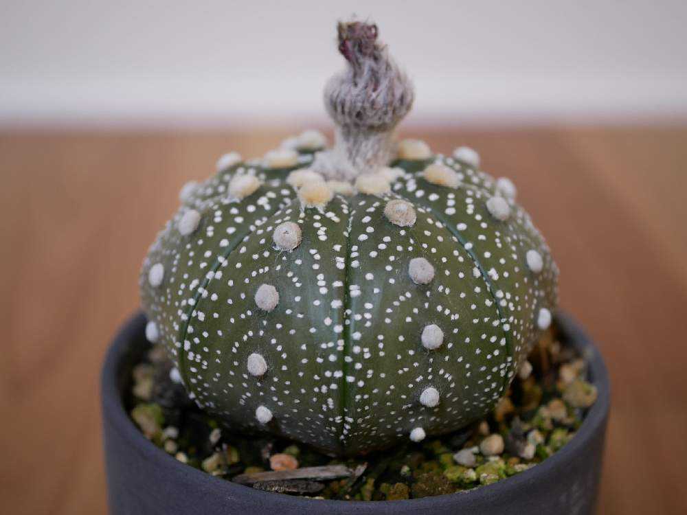 鉢植えサボテンの成長2022｜🍀GreenSnap（グリーンスナップ）