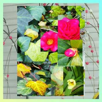 新春♪の画像 by sumiko87さん | お出かけ先と皆様に感謝と駐車場脇の花壇と1月＊睦月と新春♪