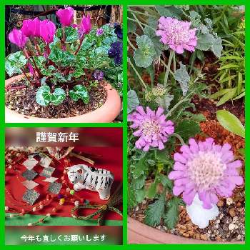 スカビオサの花の画像 by メリーさん | 小さな庭と寄せ植えとおうち園芸とスカビオサの花とガーデンシクラメン 2年目と花のある暮らし