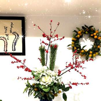 キンカン（金柑）の画像 by ハルさん | お正月　若松とあけおめ ことよろ♡と♯葉牡丹とキンカン（金柑）とおうち園芸とお正月とリビングとガーデニングと楽しい時間とレースフラワー。と ウメモドキ