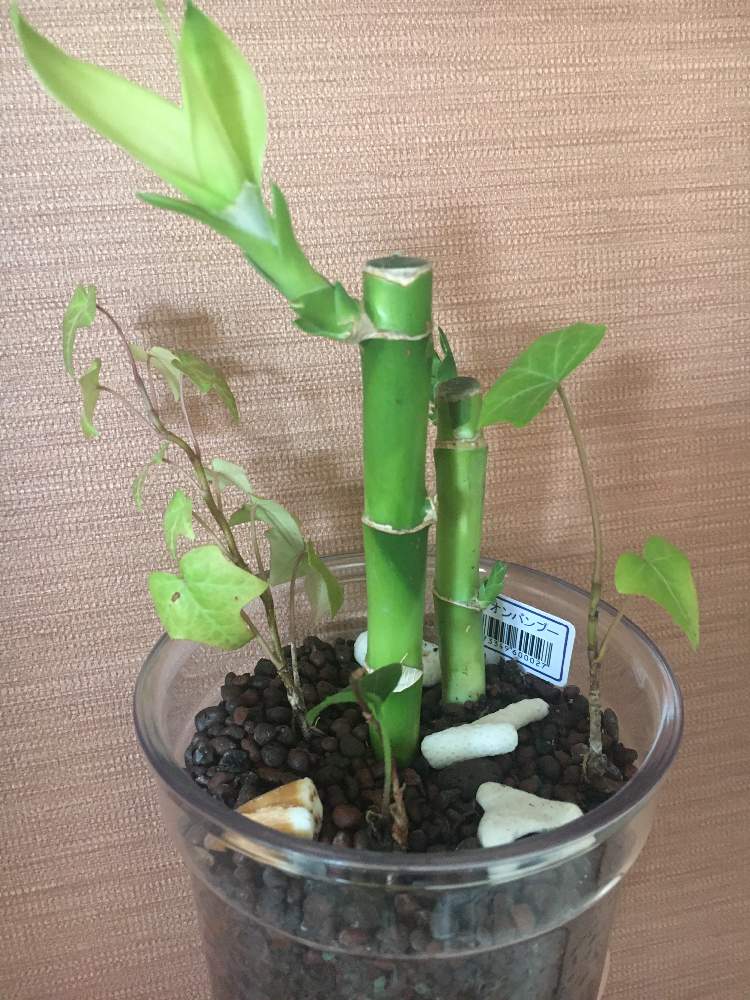 ミリオンバンブーの投稿画像 By ゆってぃさん 部屋と観葉植物と寄せ植えとハイドロカルチャーと元気に育ててますよとipotと観葉植物と寄せ植えと ハイドロカルチャーと元気に育ててますよとipot 22月1月1日 Greensnap グリーンスナップ Greensnap グリーン