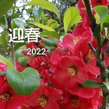 花言葉 妖精の輝きの投稿画像一覧 Greensnap グリーンスナップ