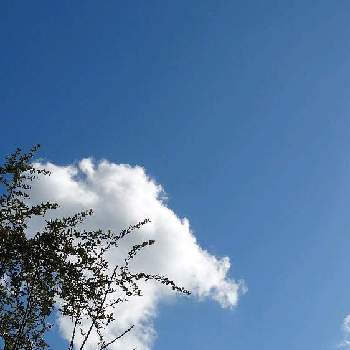 雲雲雲の画像 by ❦THE HERMIT❦さん | お出かけ先と草木.と癒されと葉っぱと元気❗❗と本来の色と秘密のpicとシルエット❤︎とヒカリと風の中と青空と雲雲雲