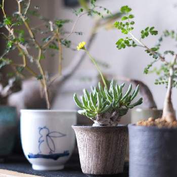 植木屋21の投稿画像一覧 Greensnap グリーンスナップ