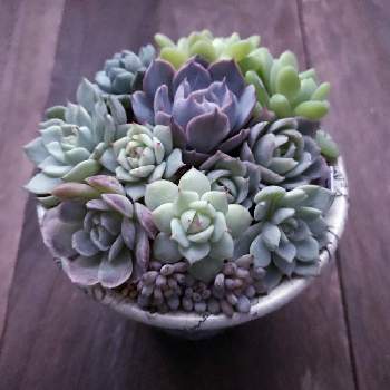 シックな寄せ植えの投稿画像一覧 Greensnap グリーンスナップ シックな寄せ植えの投稿画像一覧 Greensnap グリーンスナップ
