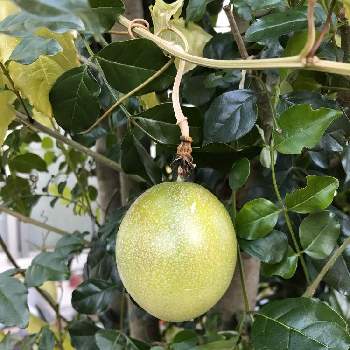 果物時計草 パッションフルーツ の投稿画像一覧 Greensnap グリーンスナップ
